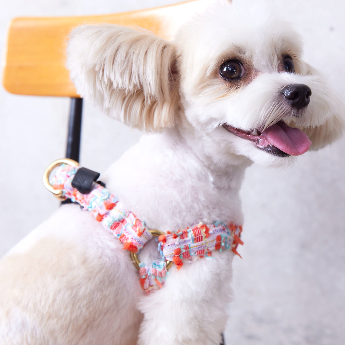 オーダー | Dog Harness | S