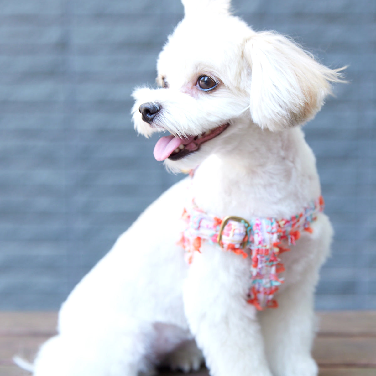オーダー | Dog Harness | S