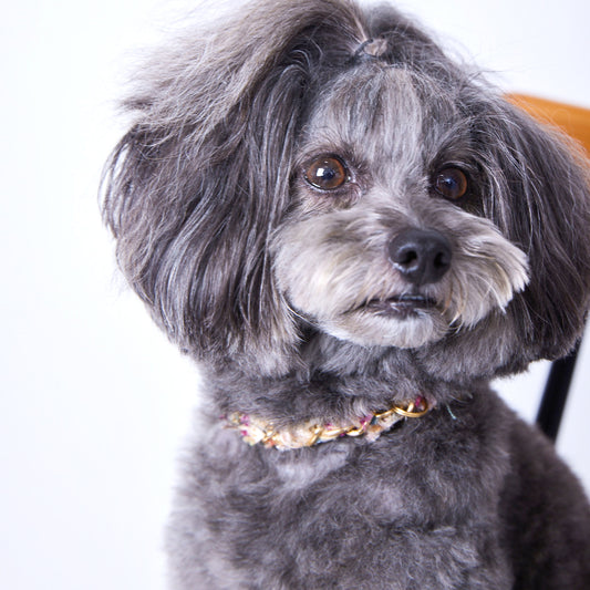 オーダー | Dog Collar | S